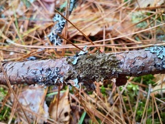 Melanelixia subaurifera