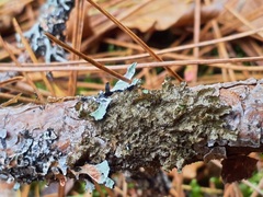 Melanelixia subaurifera