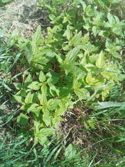 Urtica dioica