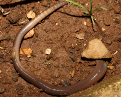 Aporrectodea trapezoides