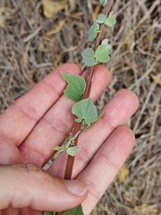 Abutilon trisulcatum