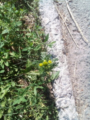 Matricaria discoidea