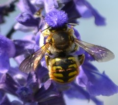 Anthidium manicatum