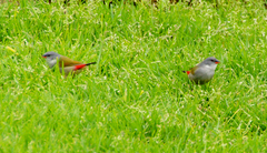 Coccopygia melanotis