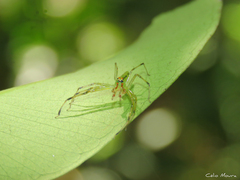 Lyssomanes bitaeniatus
