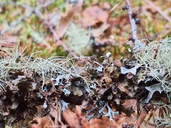 Tuckermanopsis orbata