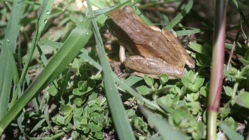 Polypedates leucomystax