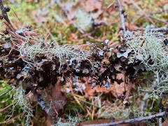 Tuckermanopsis orbata