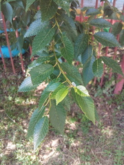 Ulmus pumila