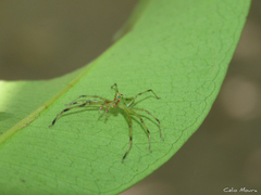 Lyssomanes bitaeniatus