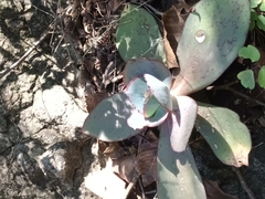 Echeveria