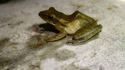 Polypedates leucomystax