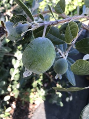 Feijoa