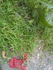 Poa annua