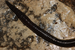 Aporrectodea trapezoides