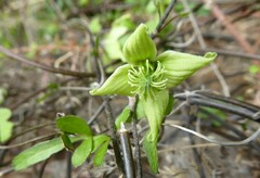Clematis marata