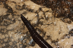 Aporrectodea trapezoides