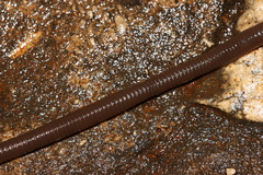 Aporrectodea trapezoides