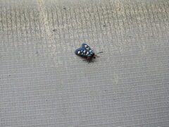 Arniocera auriguttata