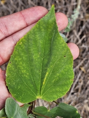 Abutilon trisulcatum