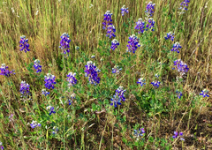 Lupinus nanus