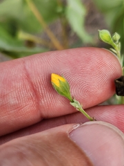 Abutilon trisulcatum