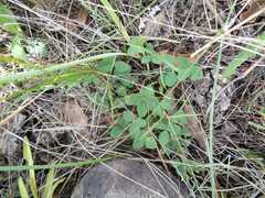 Desmodium grahamii