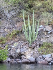 Stenocereus thurberi