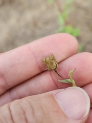 Abutilon trisulcatum