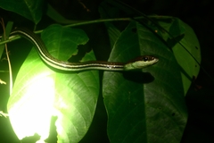 Dendrelaphis caudolineatus