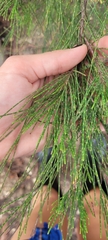 Casuarina equisetifolia