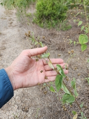 Abutilon trisulcatum