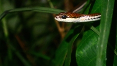 Dendrelaphis caudolineatus