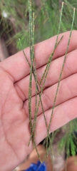 Casuarina equisetifolia