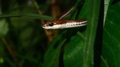 Dendrelaphis caudolineatus