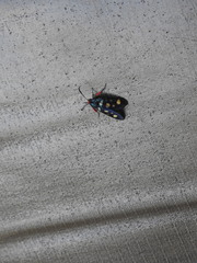 Arniocera auriguttata