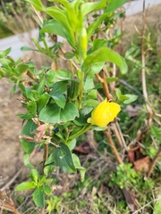 Oenothera humifusa
