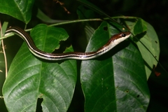 Dendrelaphis caudolineatus