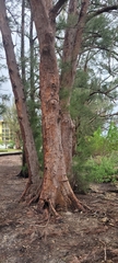 Casuarina equisetifolia