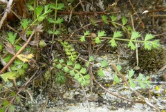 Anisotome aromatica
