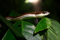 Dendrelaphis caudolineatus
