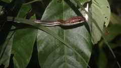Dendrelaphis caudolineatus
