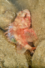 Scorpaena notata