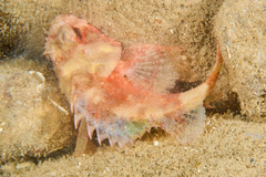 Scorpaena notata