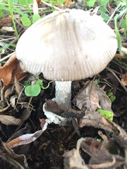 Amanita