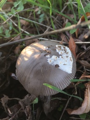 Amanita