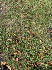 Stenotaphrum secundatum