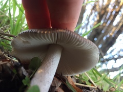Amanita