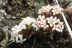 Pimelea oreophila