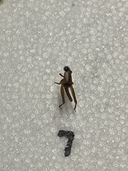 Melanoplus scudderi